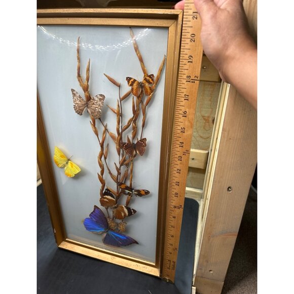 Framed Butterfly Display With Gold Frame & Natural Dried Stalks - Picture 13 of 16